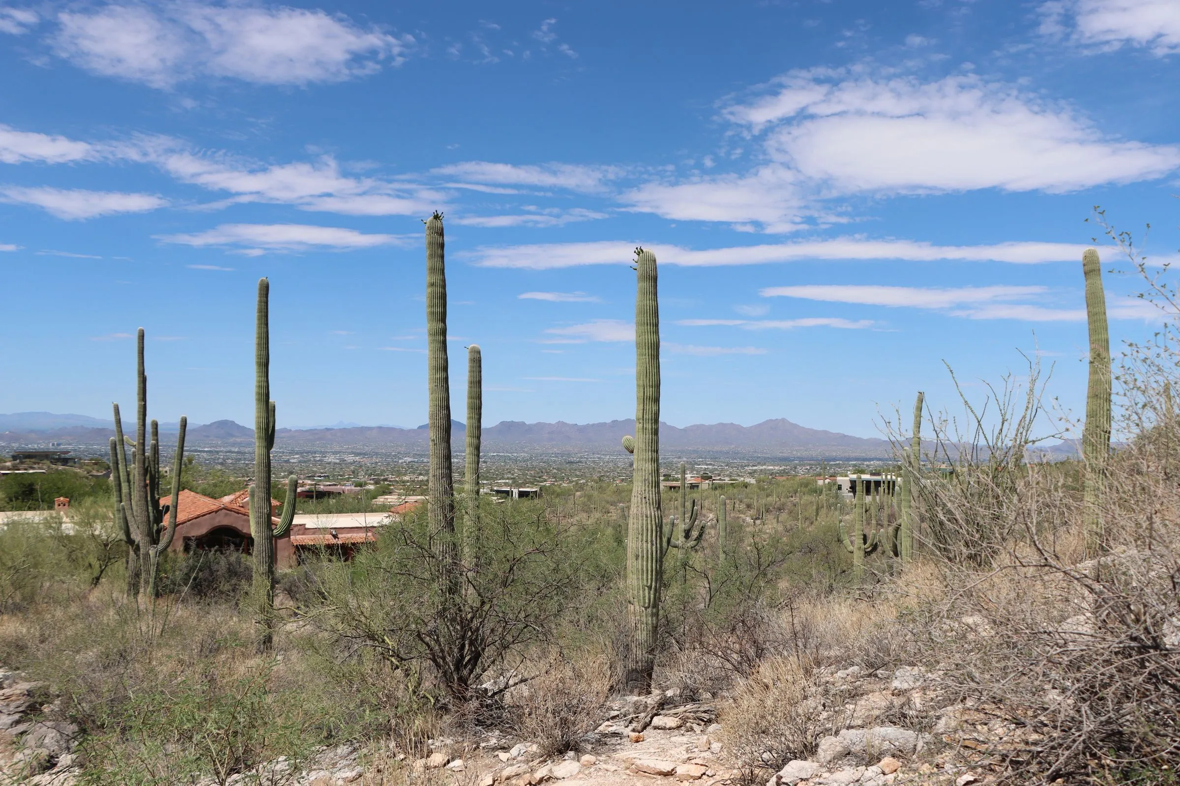 Tall saguaro cacti on a rocky slope on the outskirts of Tucson, Arizona, with adobe-colored homes below and the Santa Catalina mountains on the horizon under a sky of scattered clouds