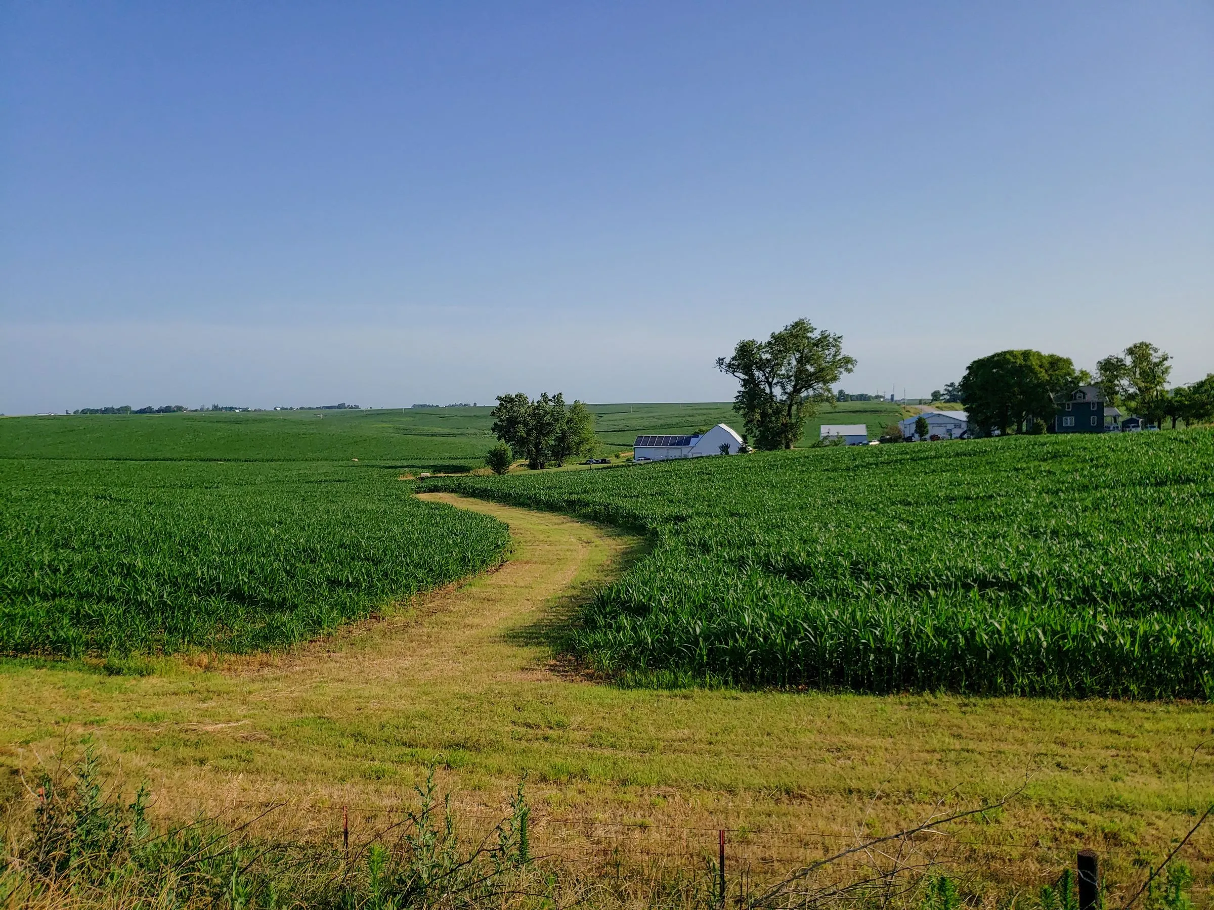 Rolling green cornfields in eastern Iowa under a clear blue summer sky, with a mowed grass lane curving between the rows toward a white barn with solar panels on its roof, a farmhouse, and a windbreak of trees on the horizon