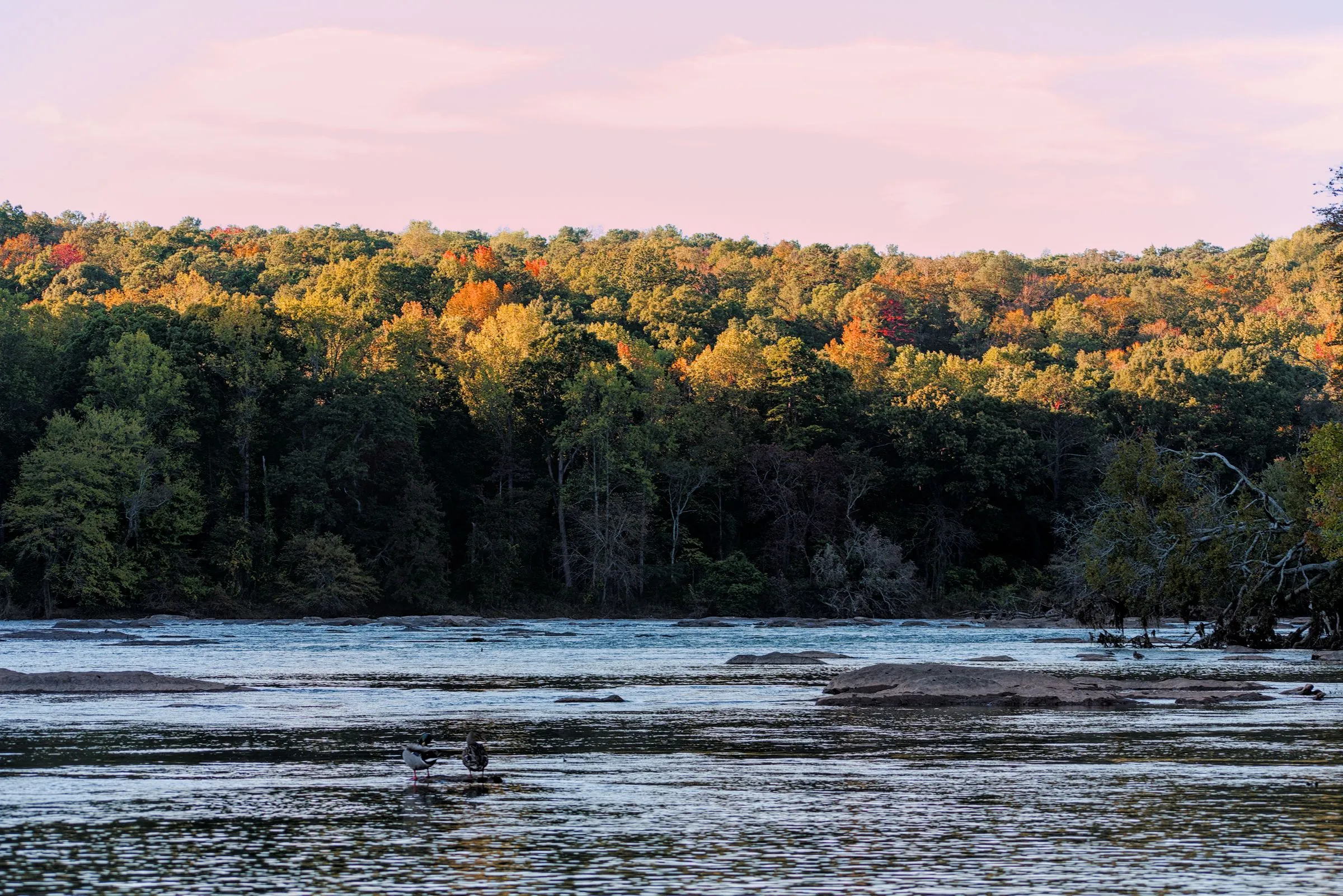 The Chattahoochee River flowing wide and shallow past a bank of autumn-colored hardwoods in metro Atlanta at dusk, with two geese standing on a rock midstream