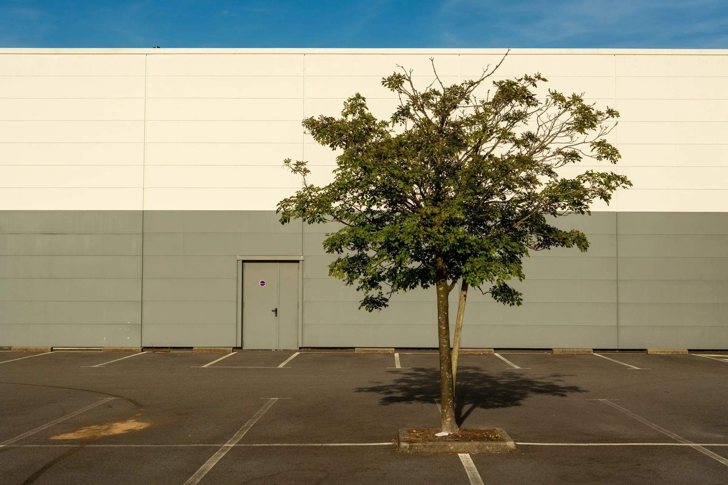A blank cream-and-gray corrugated metal wall of a windowless big-box store with a single gray service door, fronted by an empty asphalt parking lot with faded white stall lines and one small tree in a concrete planter under a clear blue sky