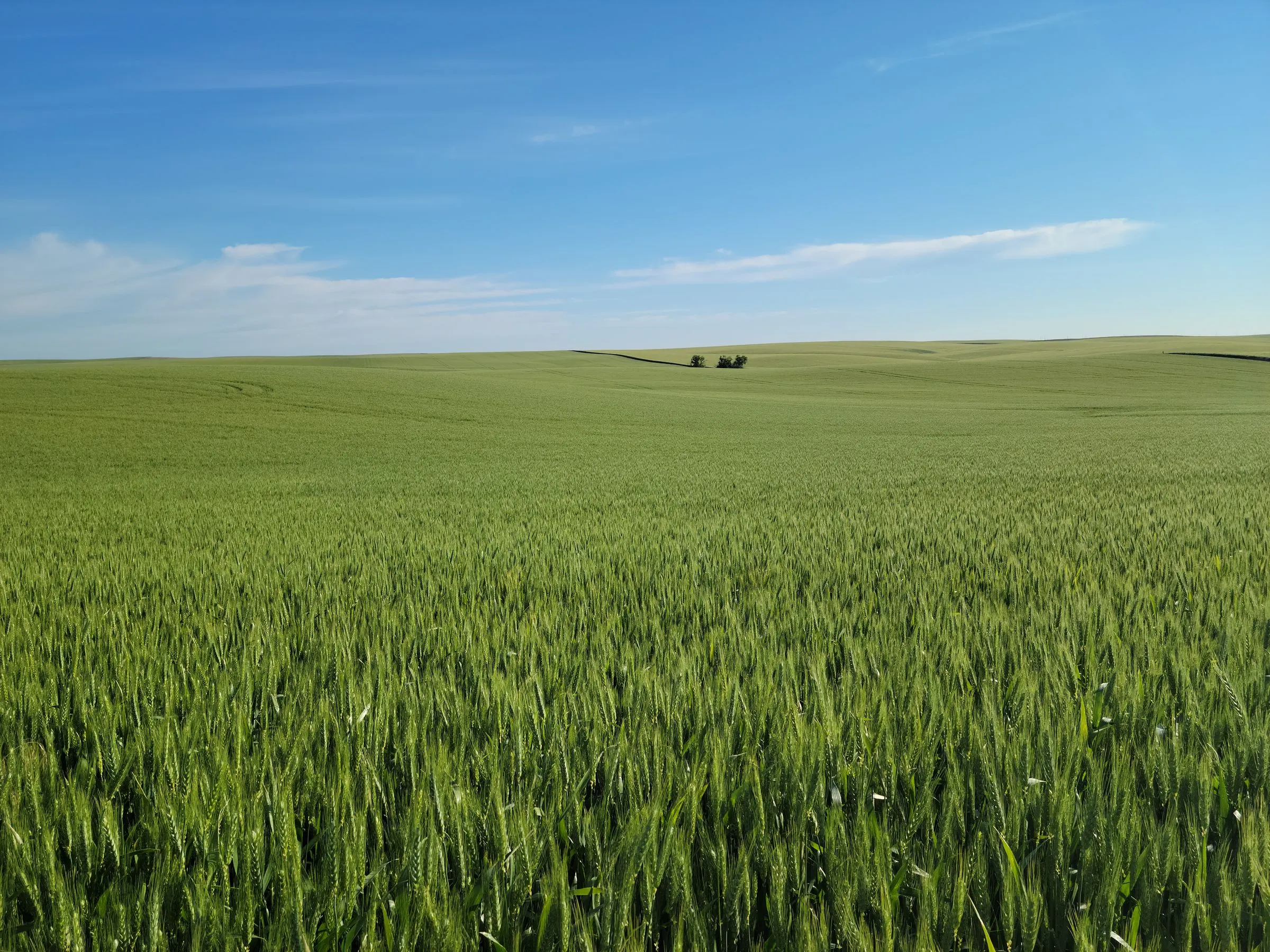 A green wheat field in early summer near Athena, Oregon, in Umatilla County, the heads not yet turned gold, stretching in gentle rolling swells to a far ridgeline with a single cluster of trees on the horizon under a pale blue sky with thin high cloud
