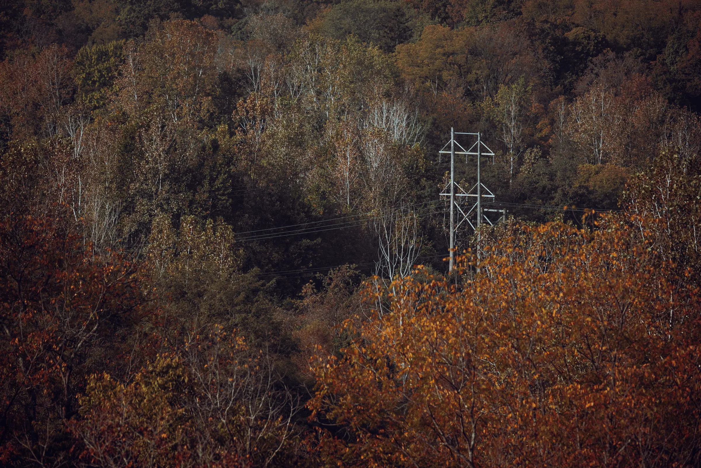 A galvanized lattice transmission tower with insulator strings and several conductors emerging from a dense hardwood forest in full autumn color, orange and brown leaves in the foreground and bare white trunks behind