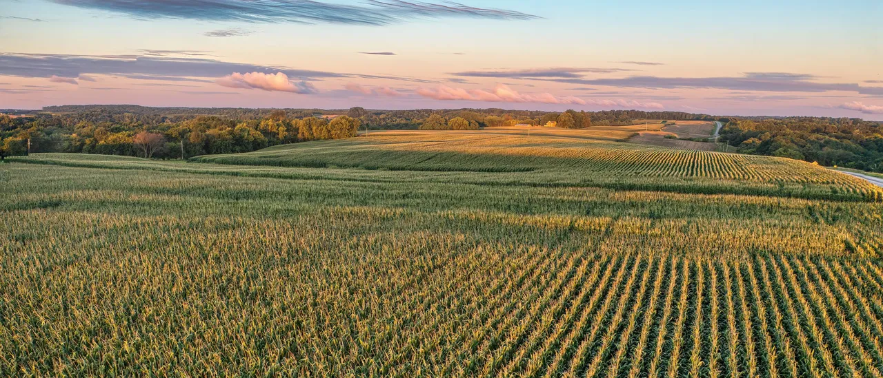Aerial view of rolling Wisconsin cornfields at sunrise, with a farmhouse and tree lines on the horizon